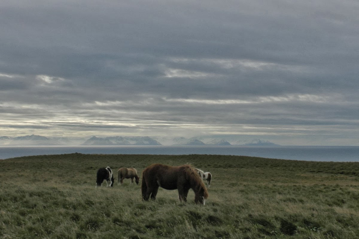 Chevaux sur Grimsey avec l'Islande enneigée en arrière-plan