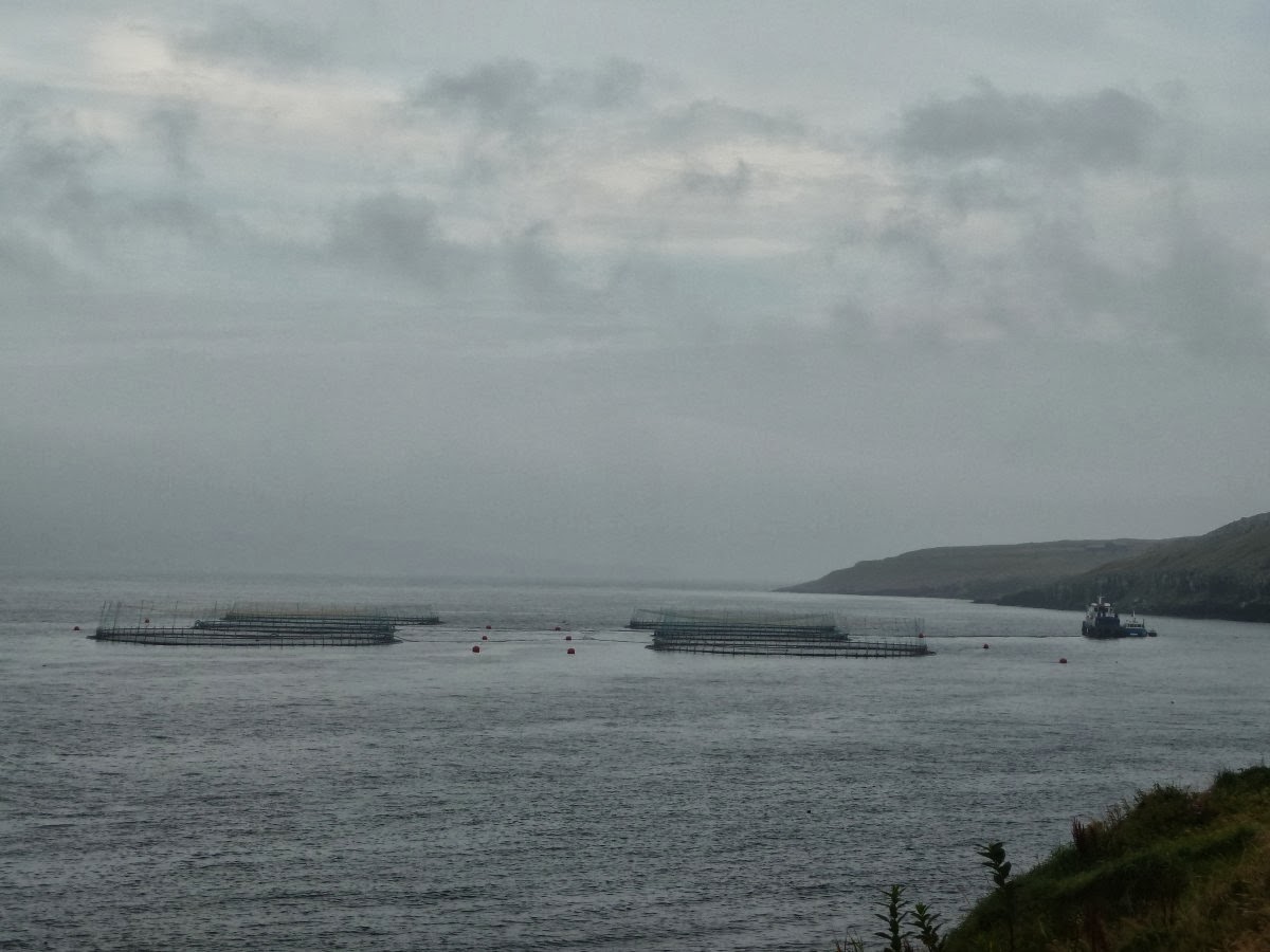 Ferme de poissons à Torshavn