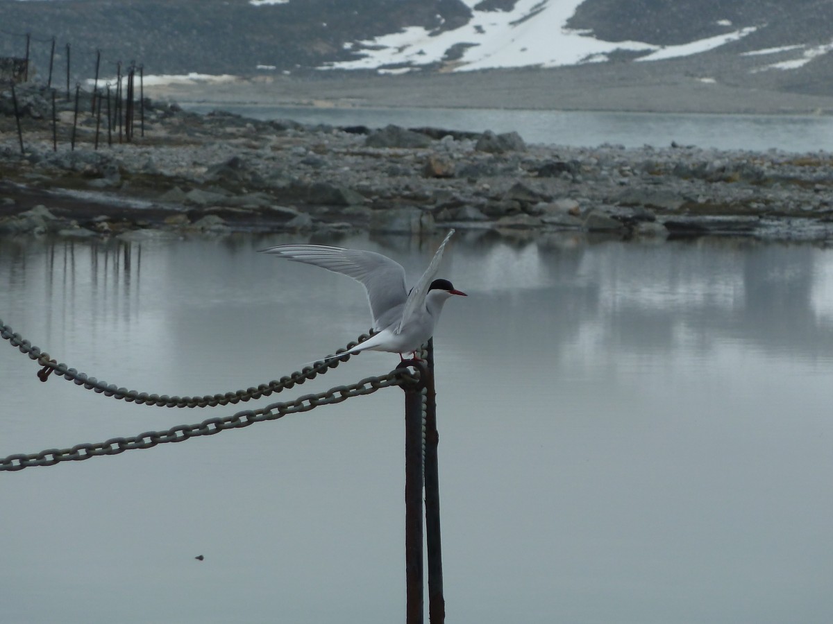 Sterne arctique, Trinityhamna