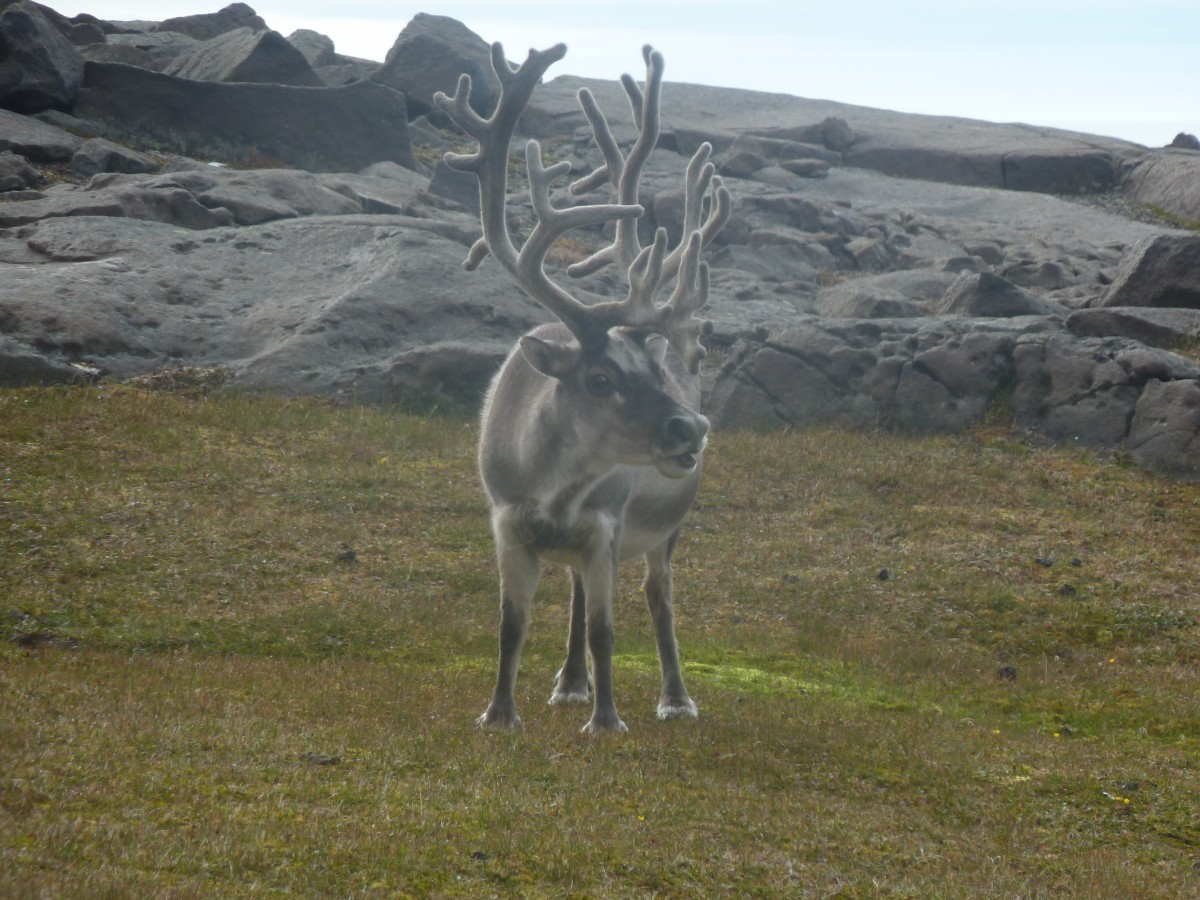Renne arctique