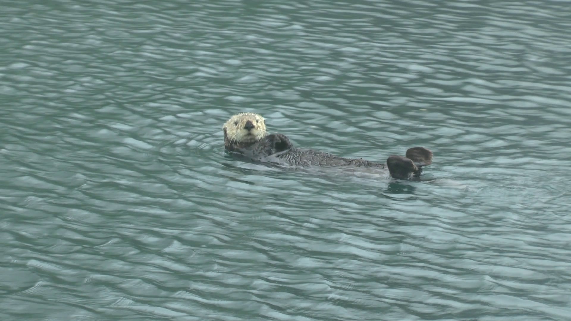 Loutre