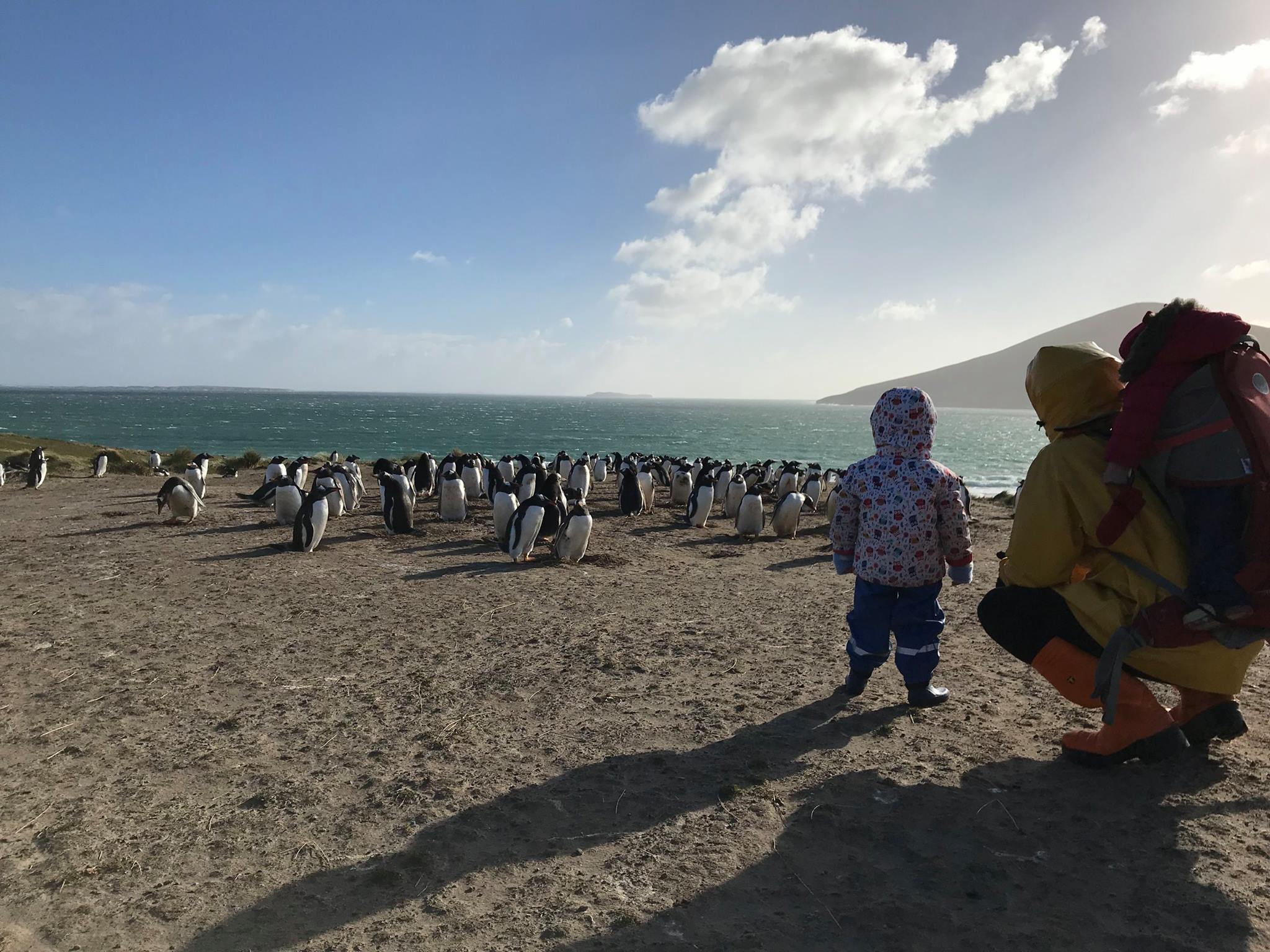 Devant la colonie de Manchots, Stevelly Bay