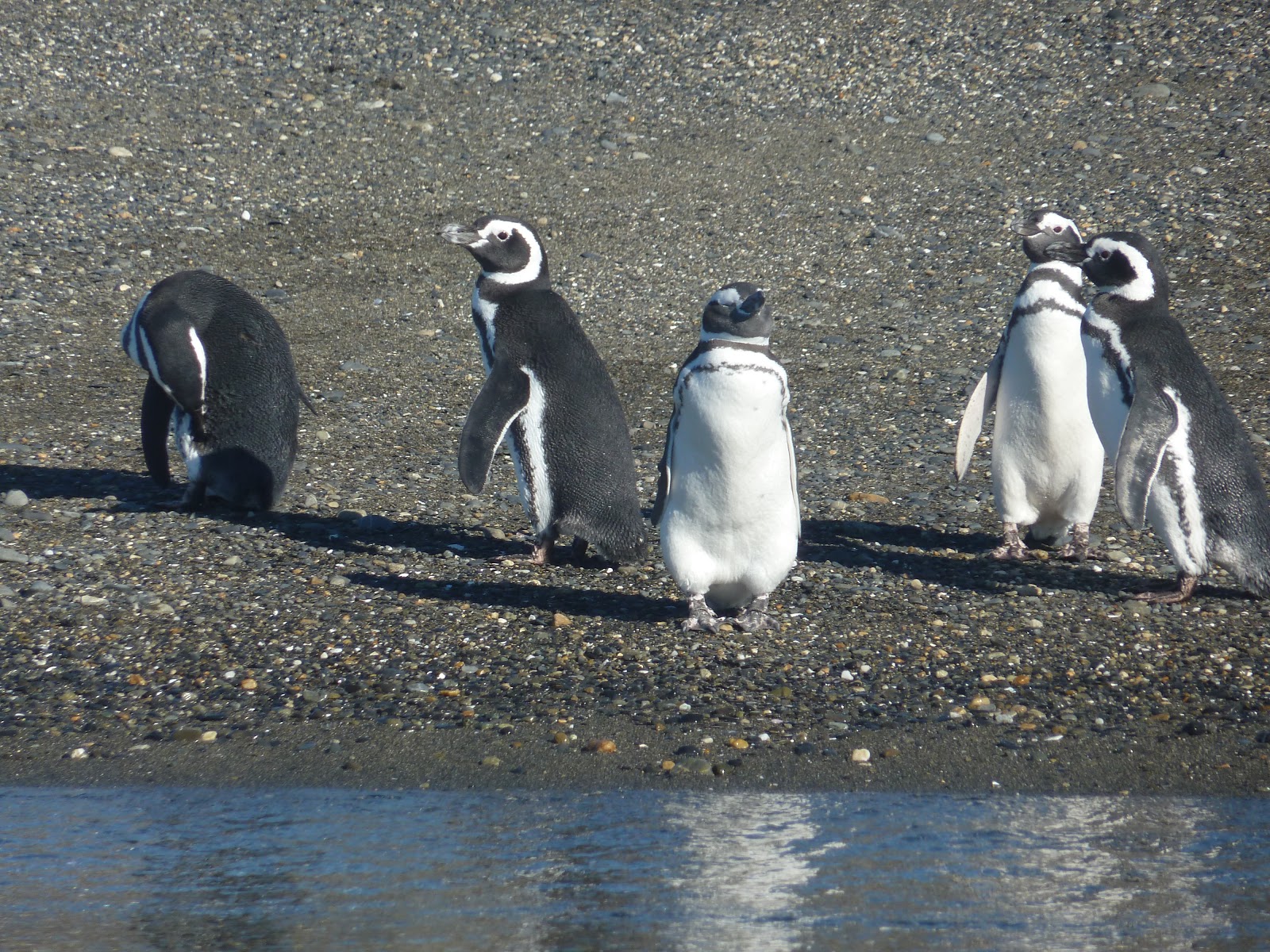 Les moussaillonnes devant les pingouins de l'île Martillo