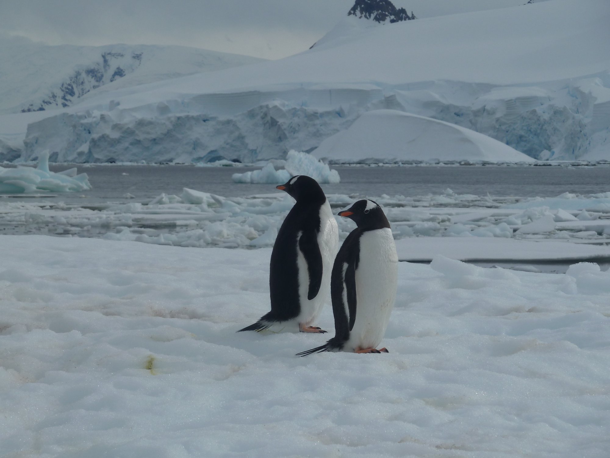 Première rencontre avec les manchots papous