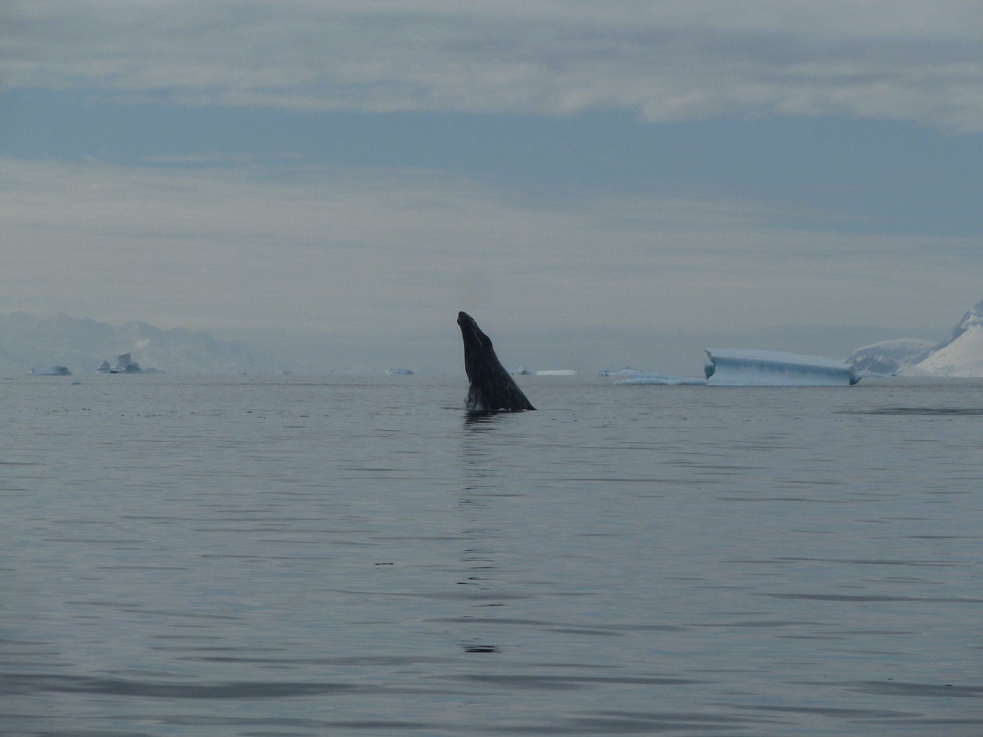 Baleine à bosse dans le Gerlache