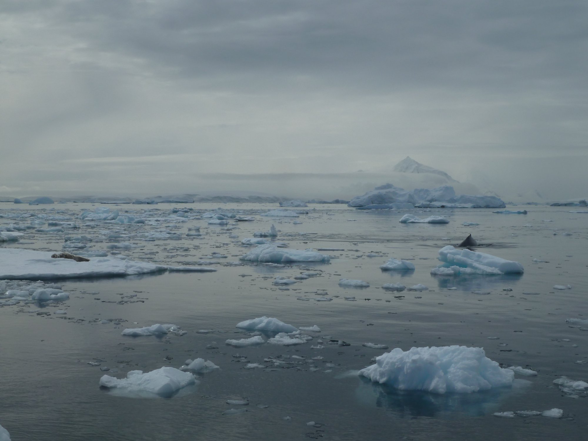 Dans le chenal Lemaire, un phoque crabier et un petit rorqual