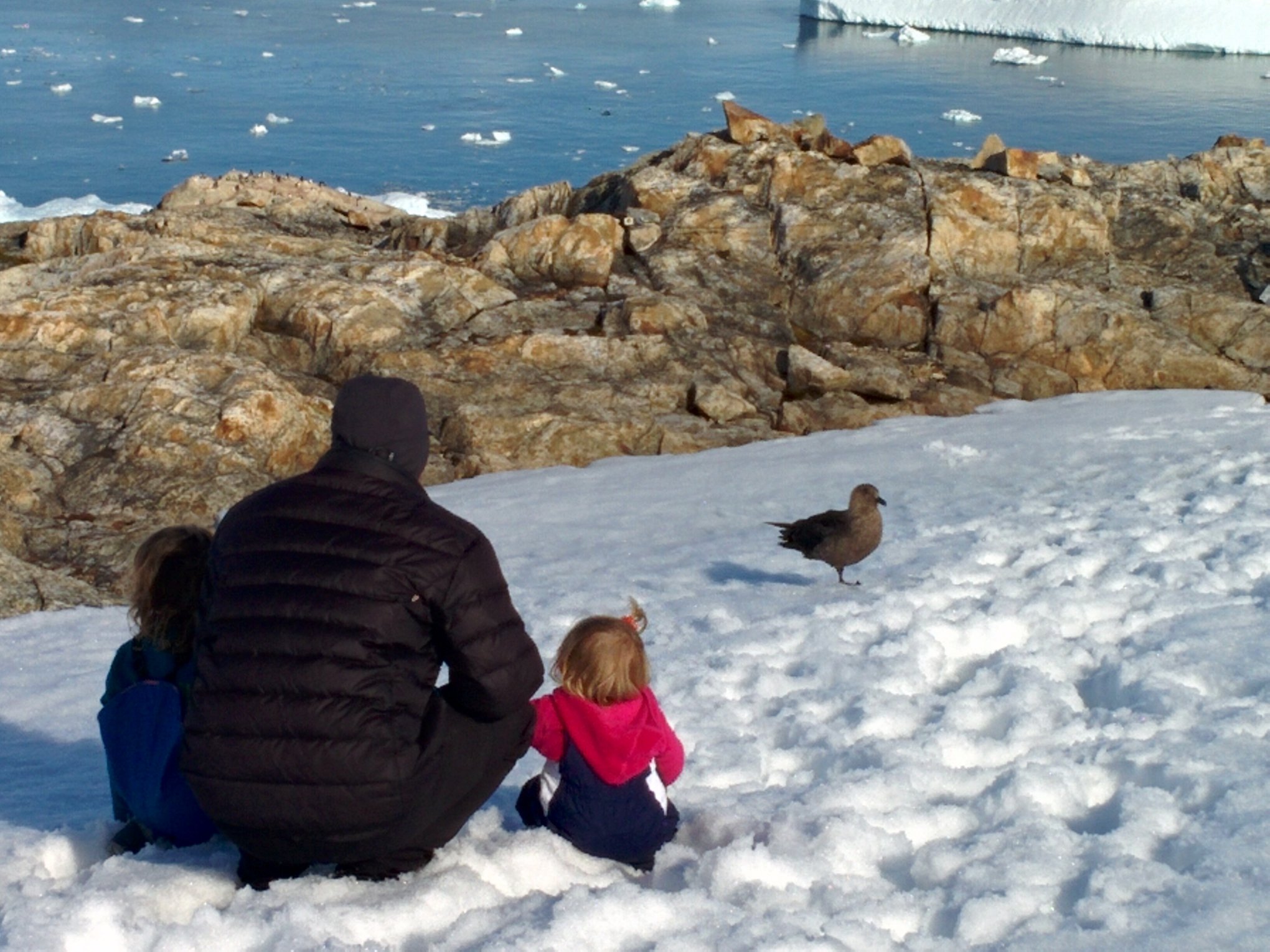 Un skua ou grand labbe aux îles Vernadsky