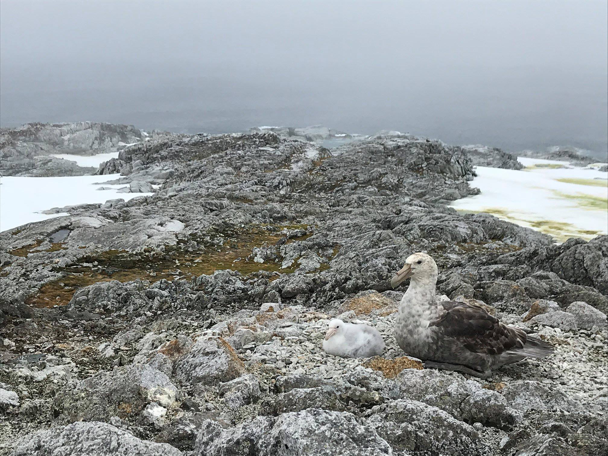 Antarctic Peninsula