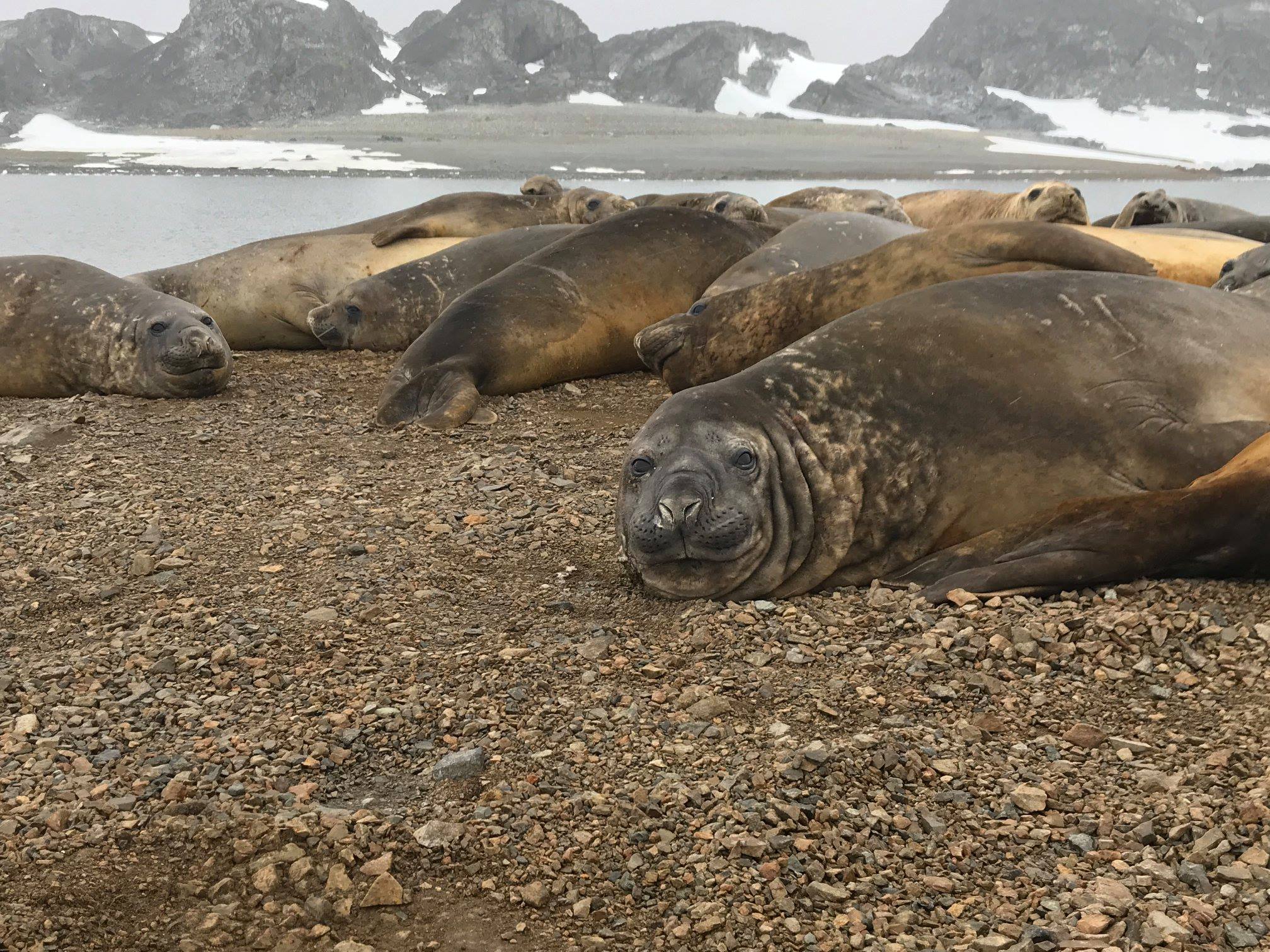 Antarctic Peninsula