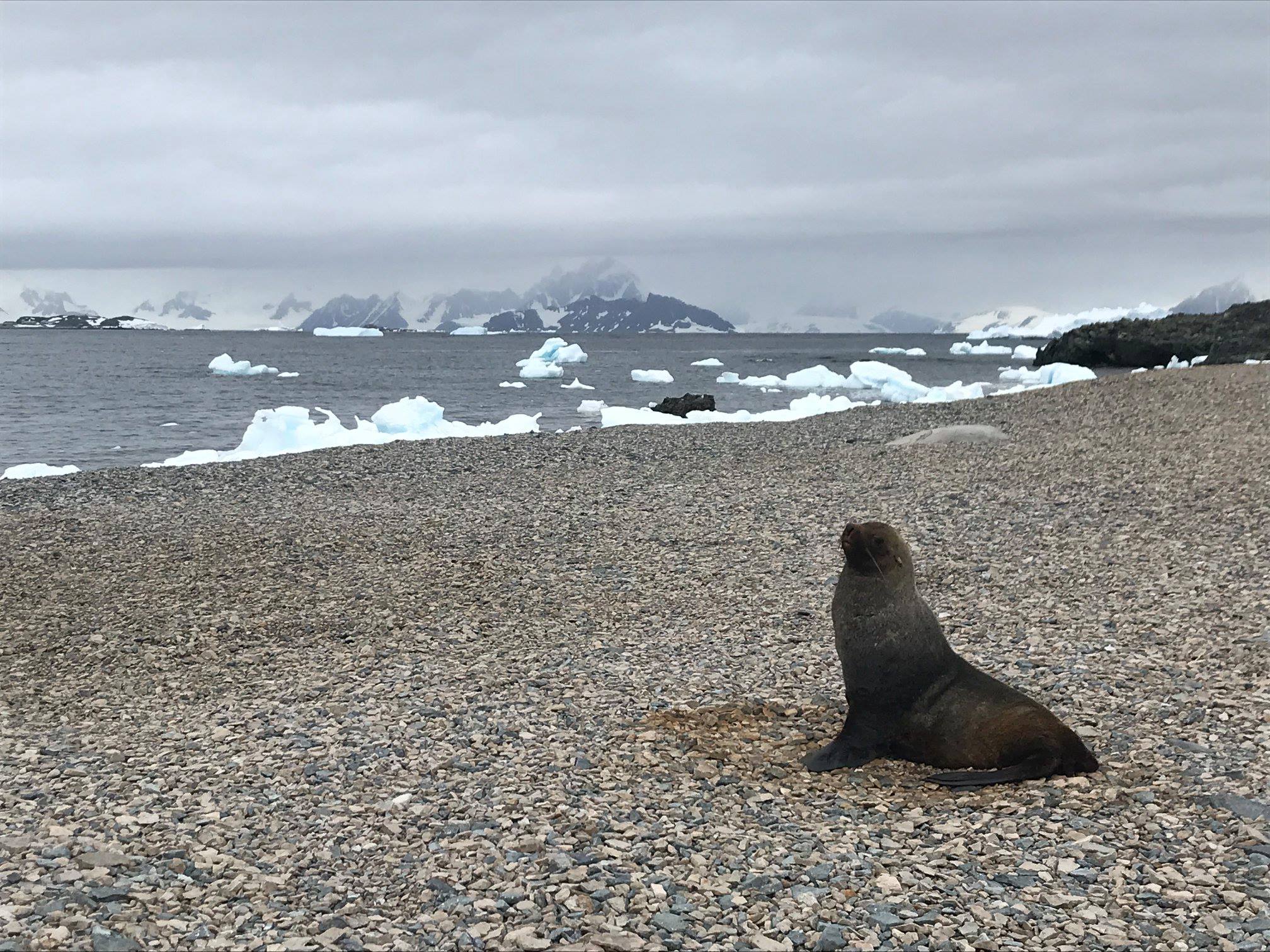 Antarctic Peninsula
