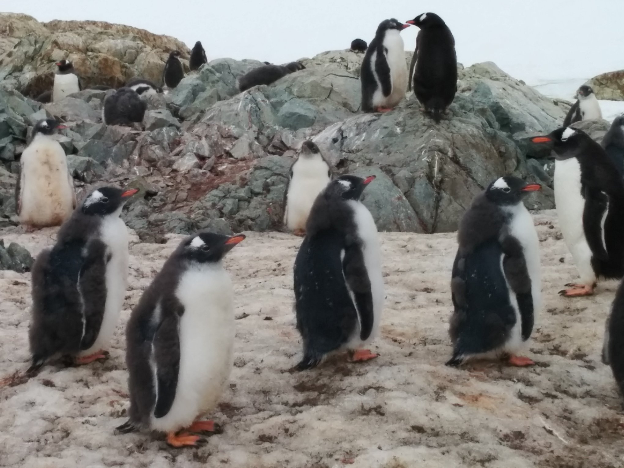 Antarctic Peninsula