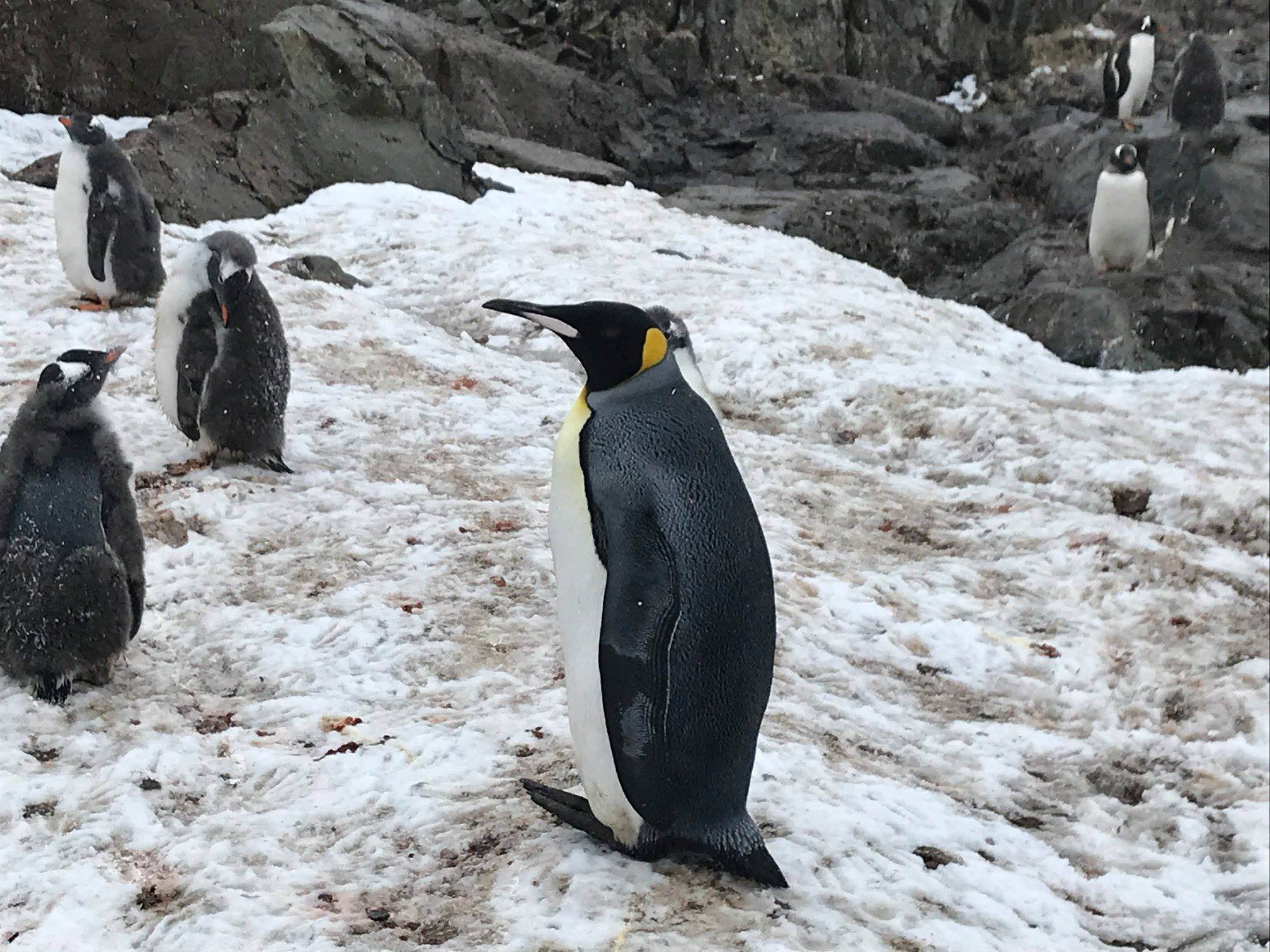 Antarctic Peninsula