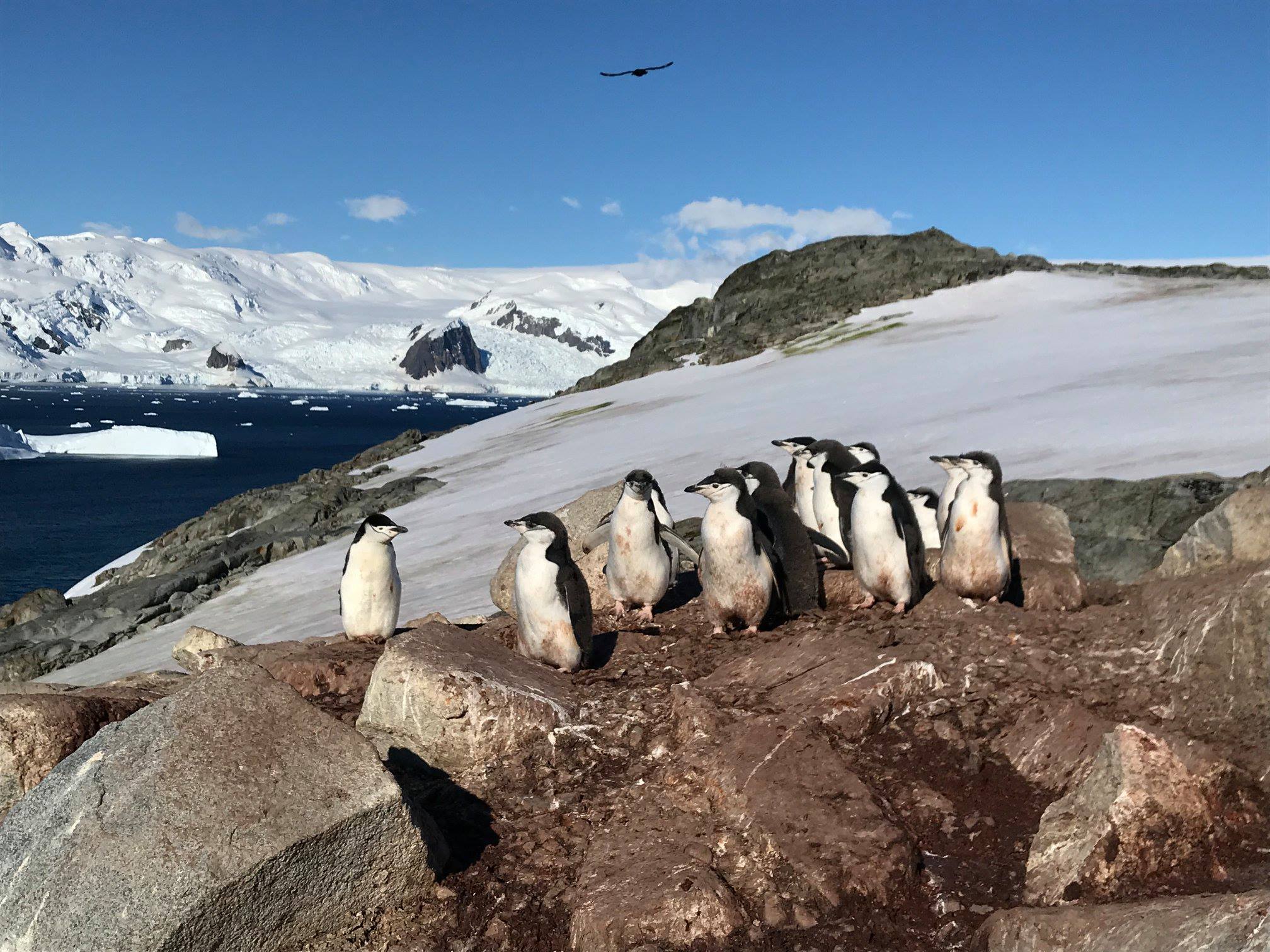 Antarctic Peninsula