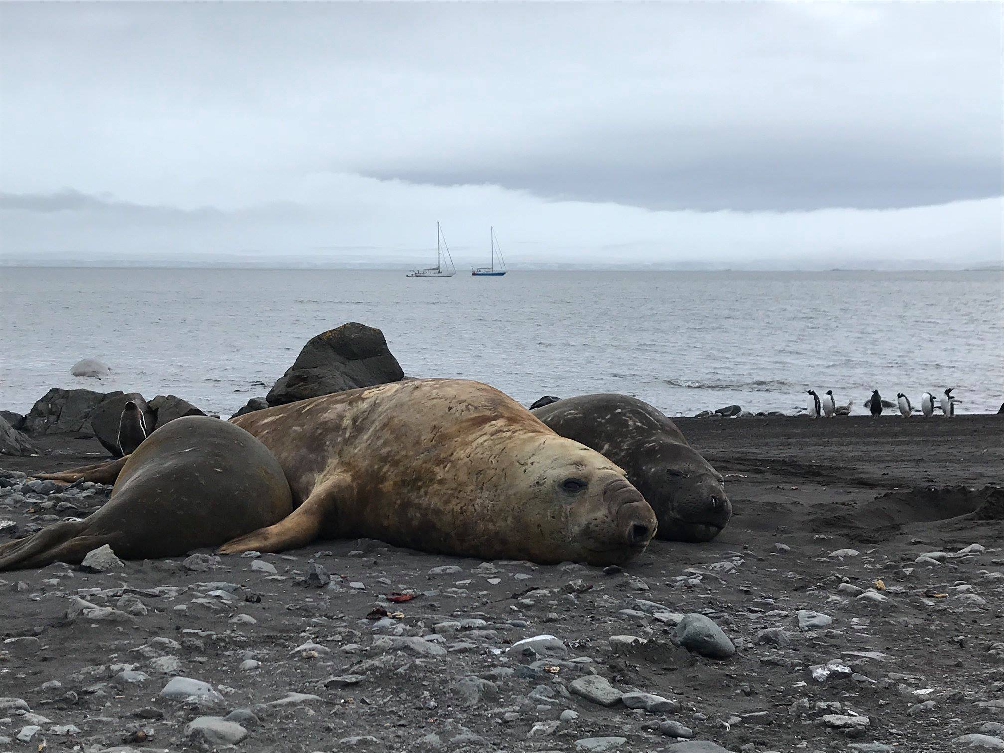 Antarctic Peninsula