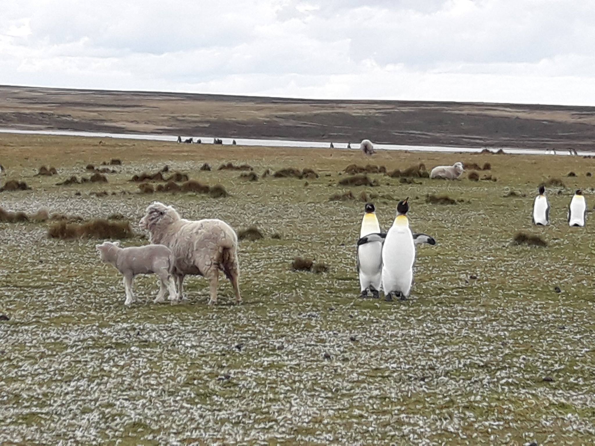 Cohabitation moutons manchots