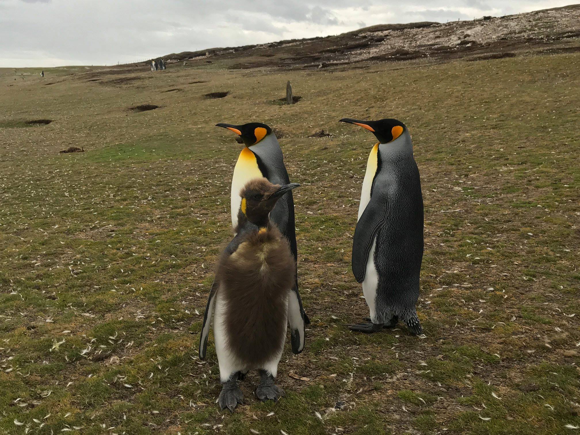 Famille de manchots royaux