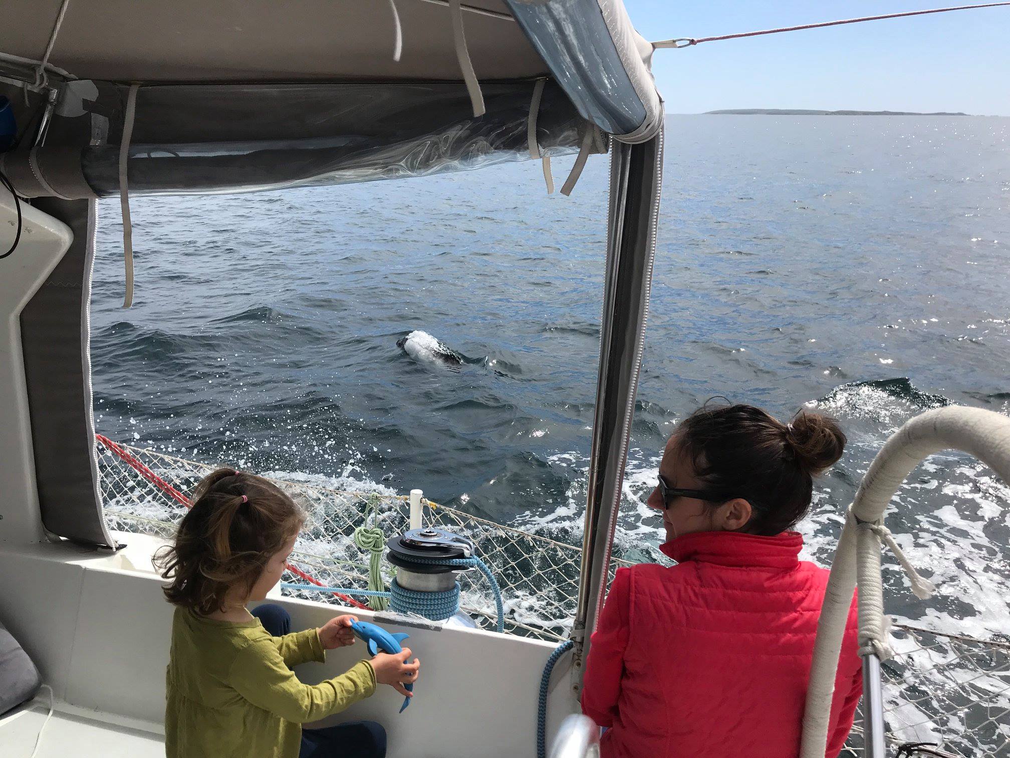 Dauphins de commerson