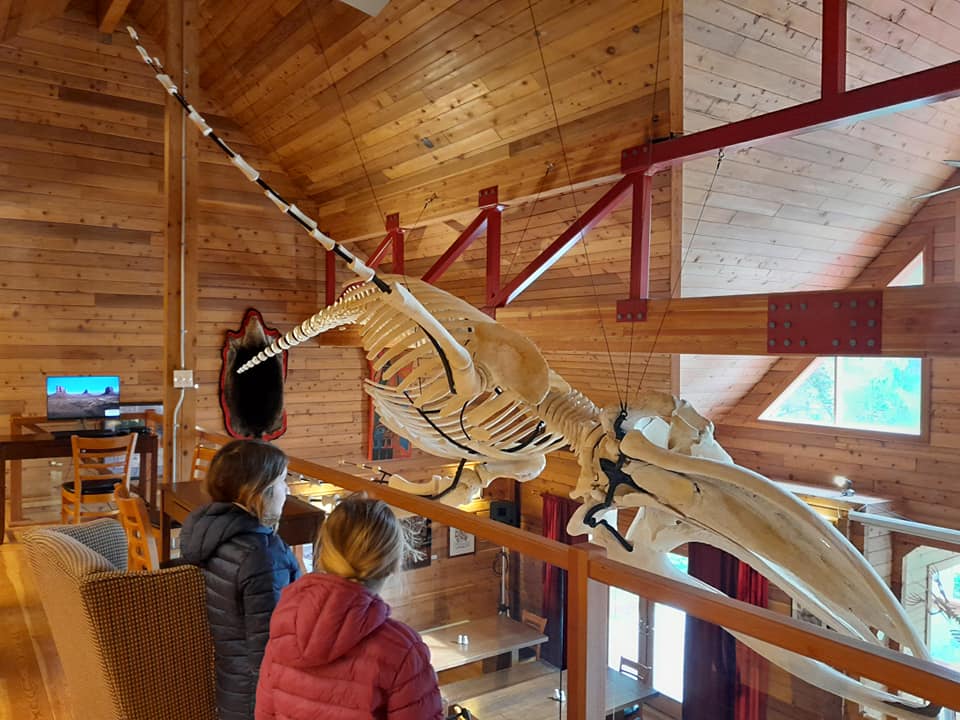 Squelette de baleineau, Hakai, Calvert island