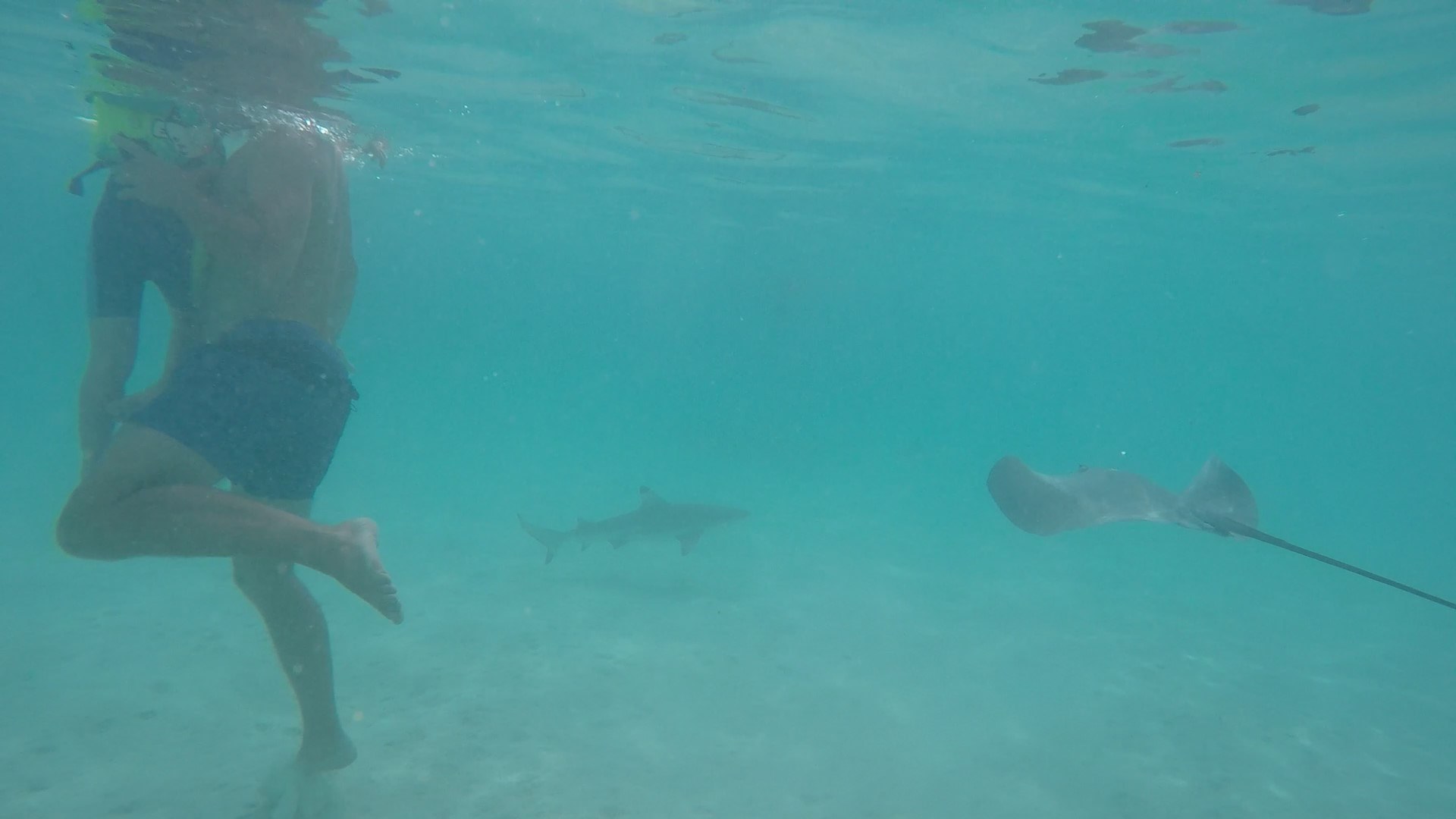 Raie et requin pointe noire