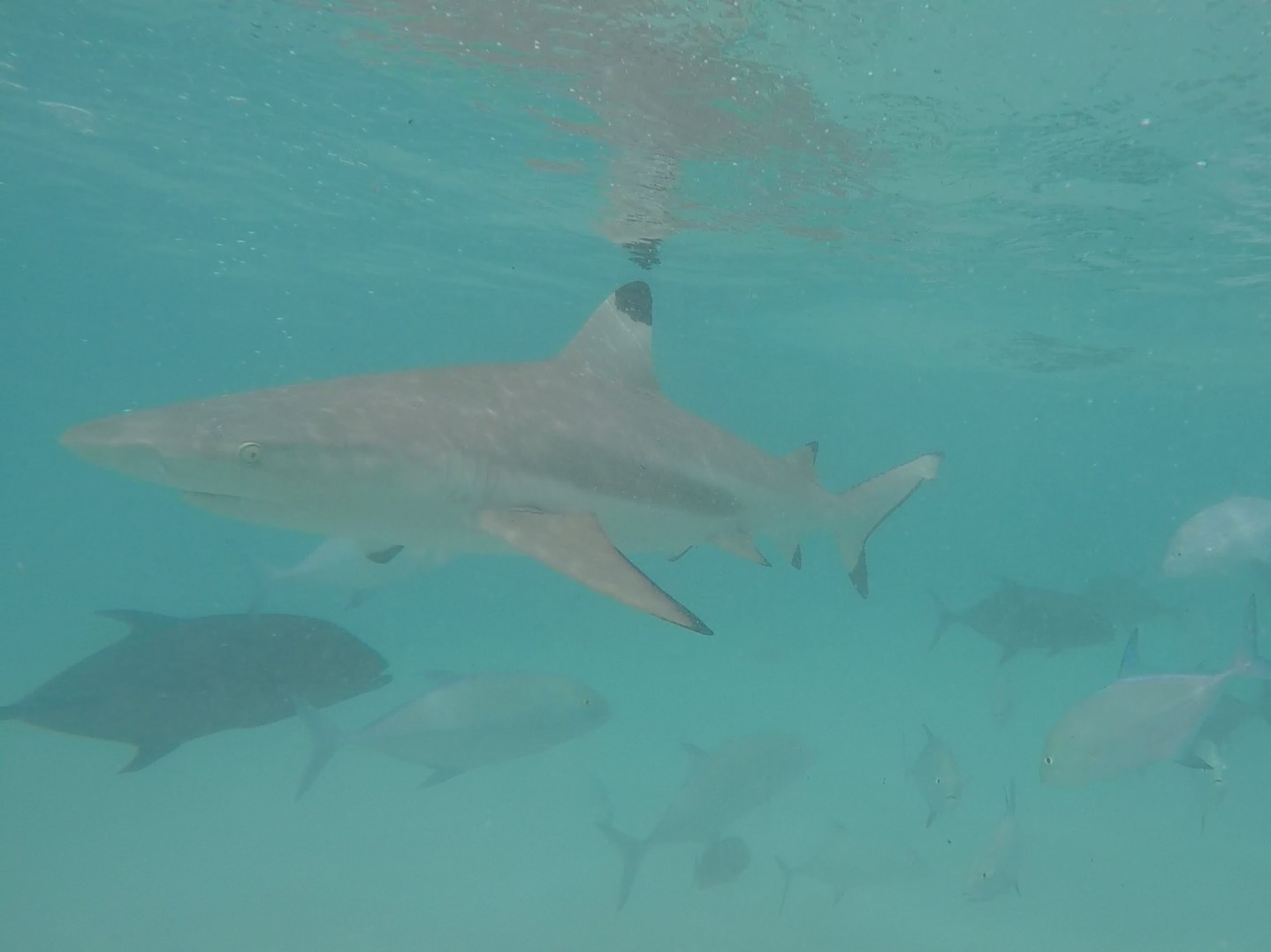 Requin pointe noire et carangues