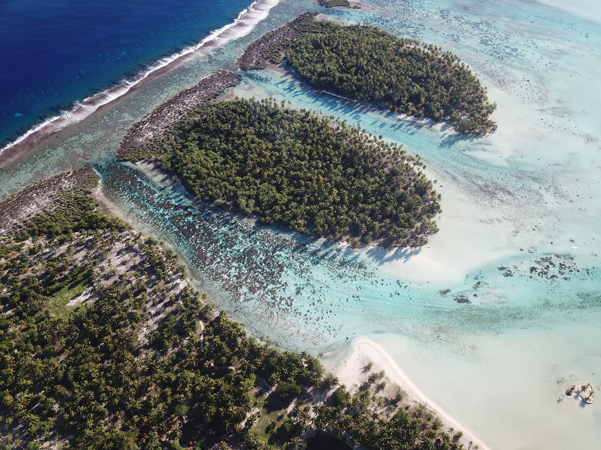 Le "jardin de corail", Tautau
