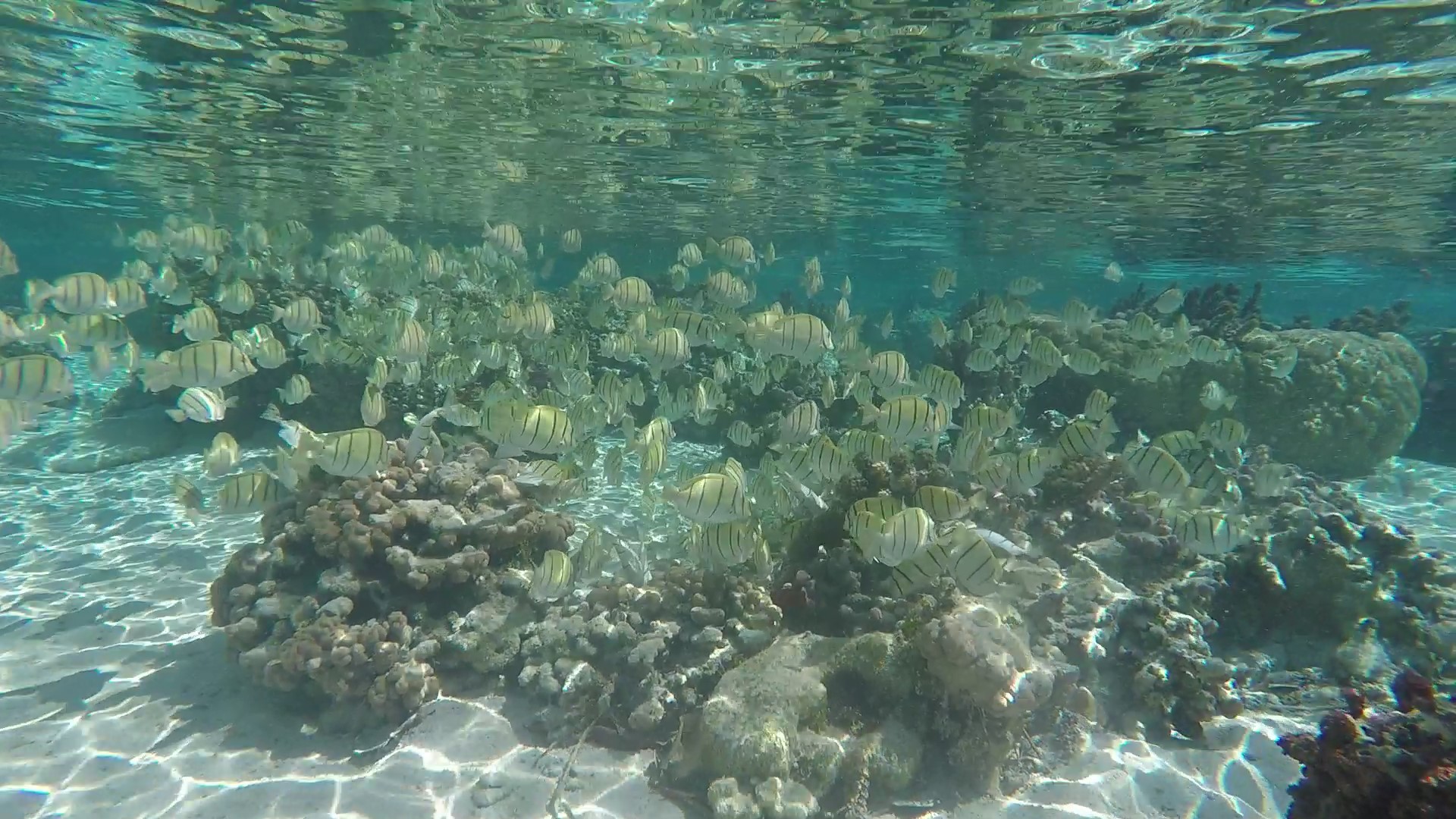 Jardin de corail