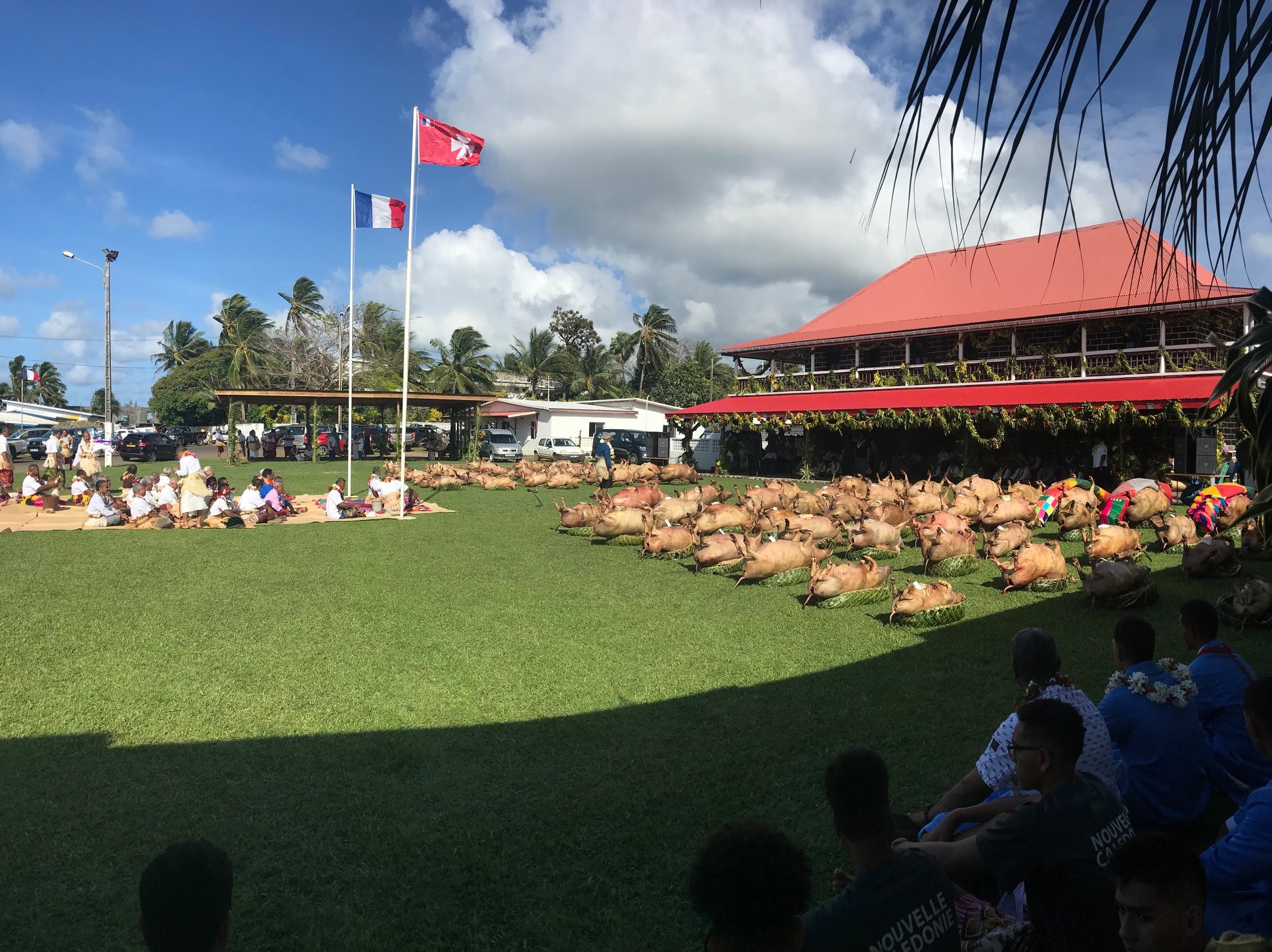 Offrande de cochons et cérémonie du Kava