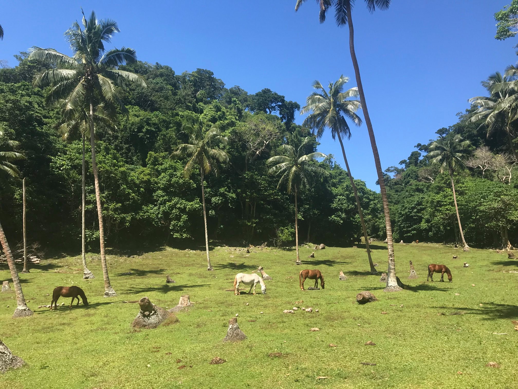 Chevaux sur l'île de Vanua Balavu
