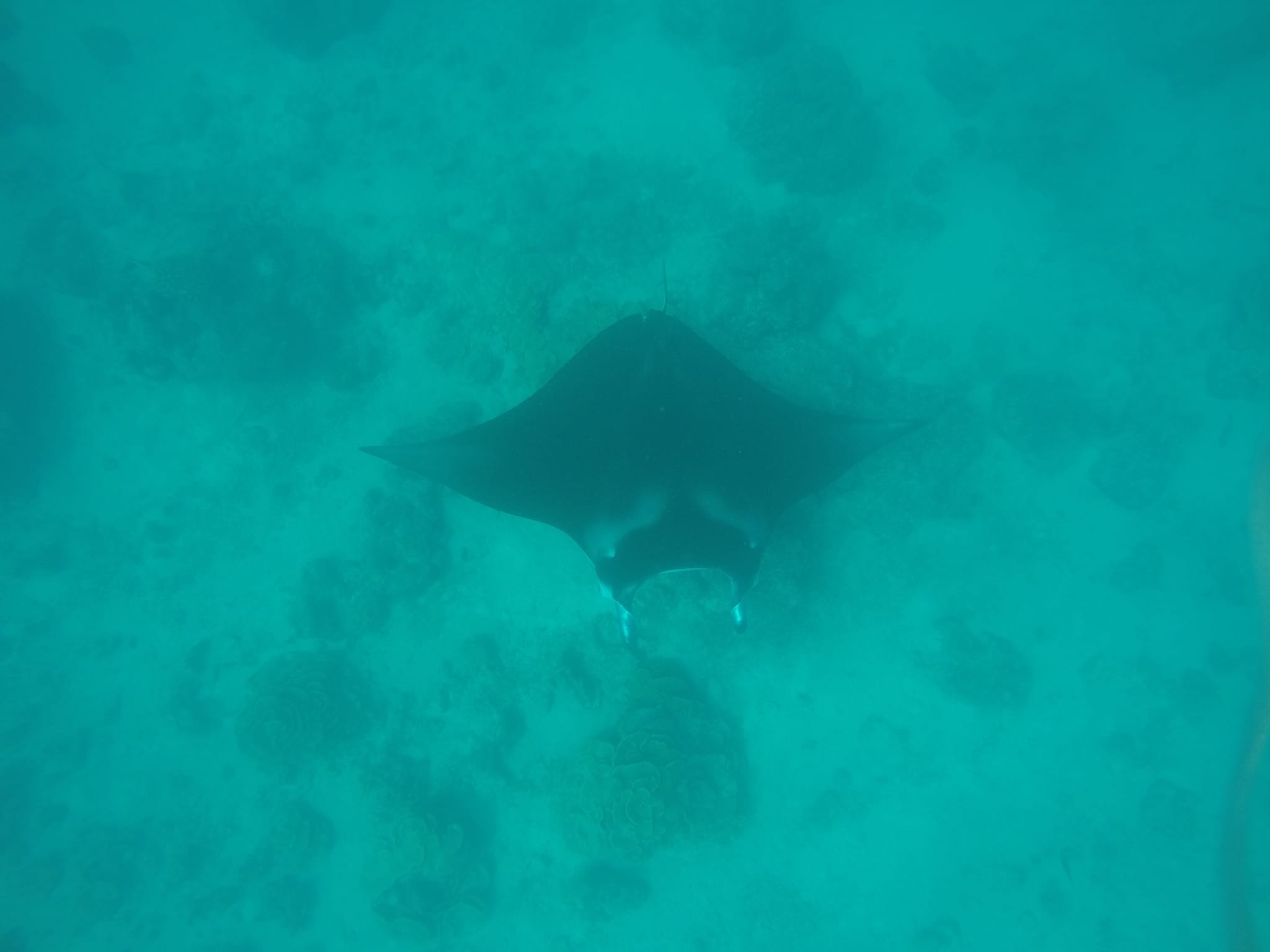 Raie manta, Maupiti