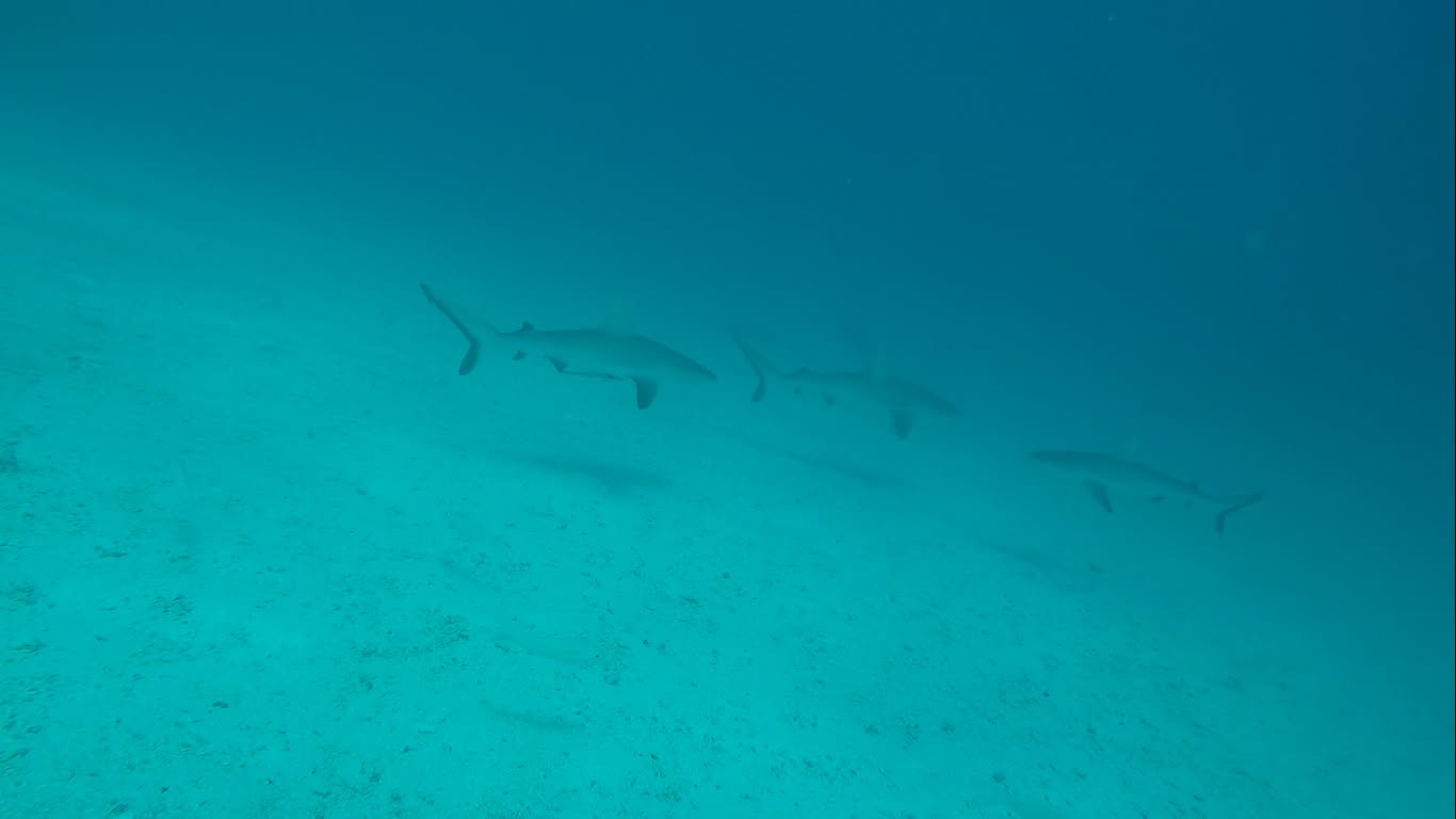 Snorkeling, Toau
