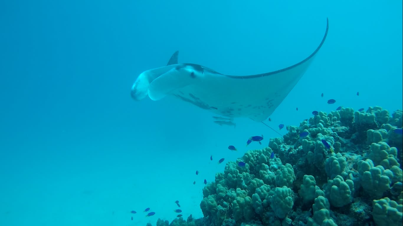 Manta , Tikehau