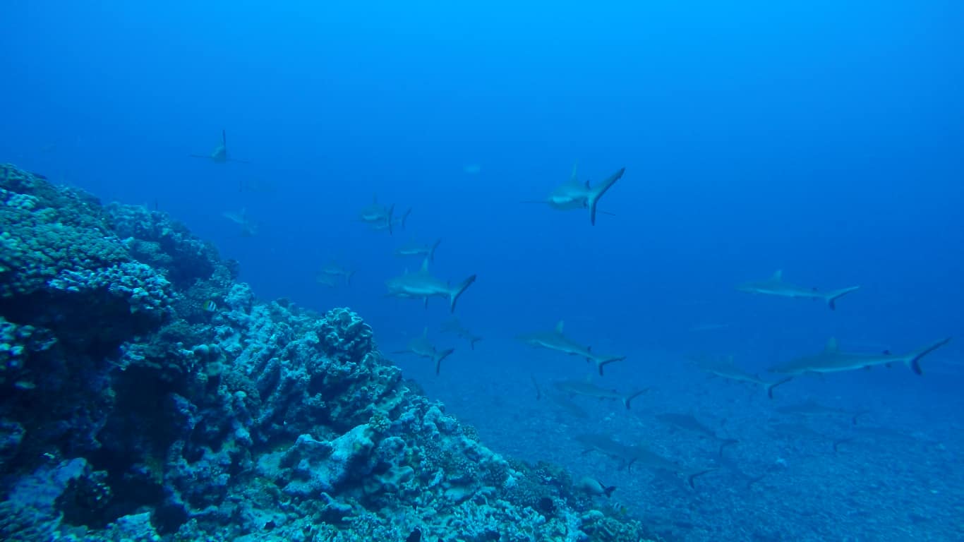 Mur de requin gris, Fakarava passe Sud