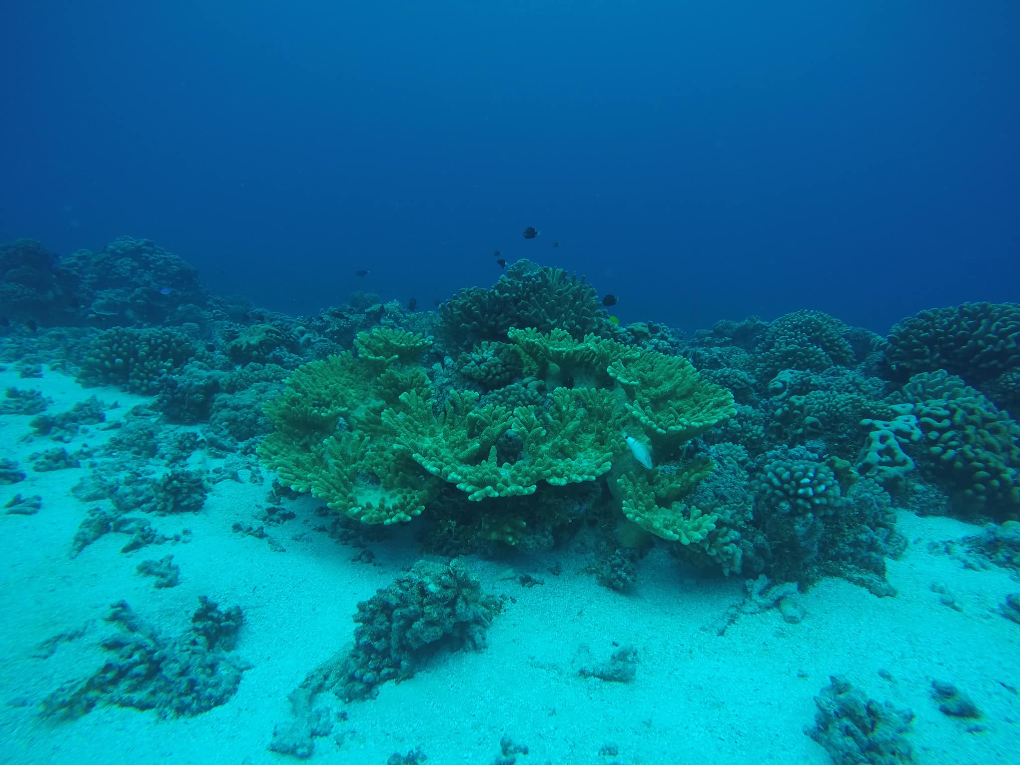 Corail, Fakarava passe Sud