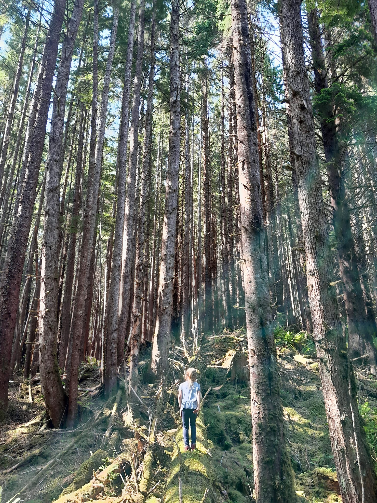 Gore brook trail, Queen Charlotte