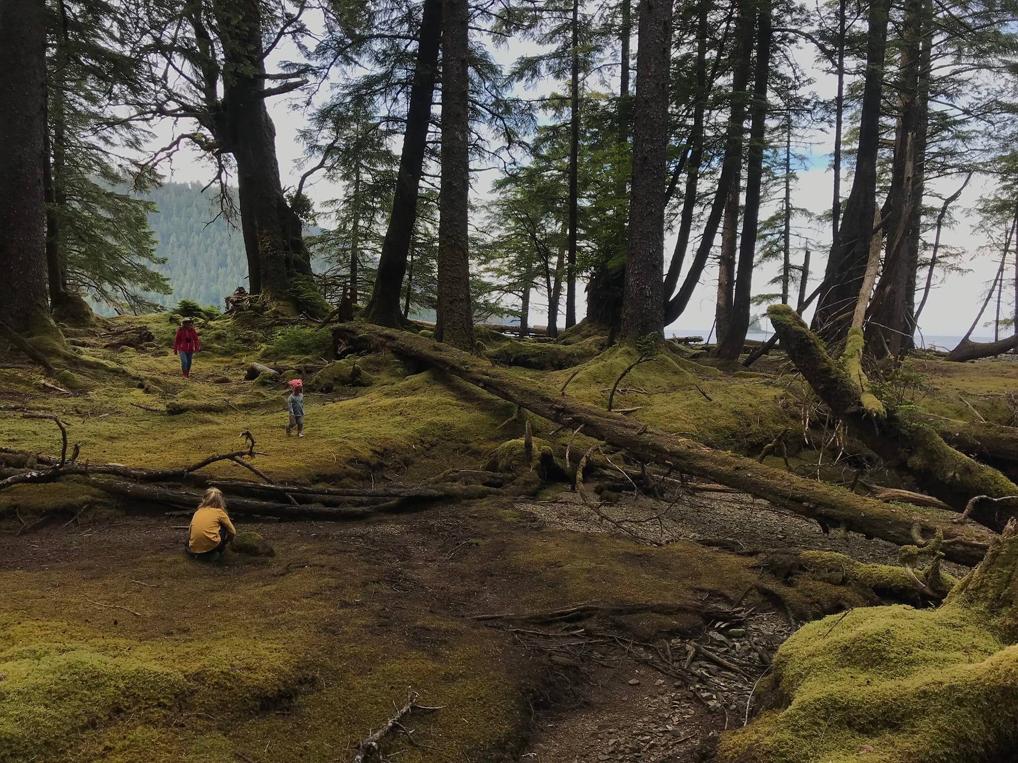 Foret , Collison Bay