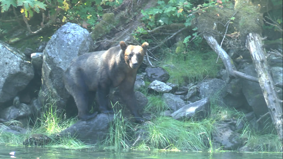 Grizzly à Mussel Cove