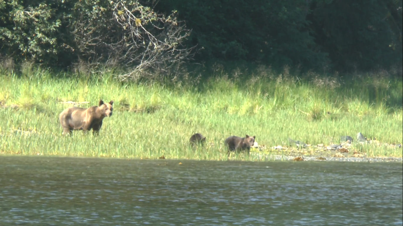 Grizzly et oursons à Kynoch