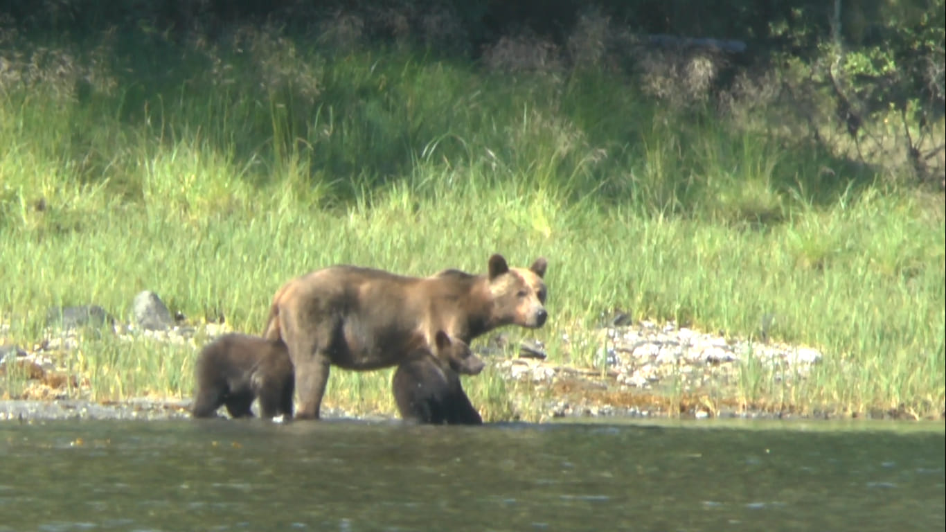 Grizzly et oursons, Kynoch