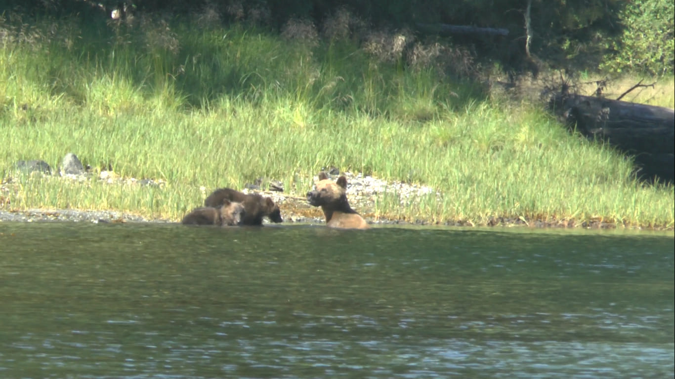 Bain de Grizzlies,  Kynoch