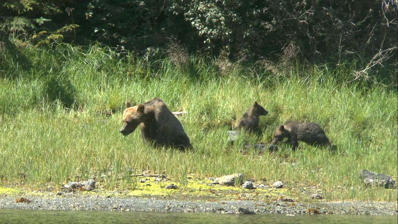 Grizzlies,  Kynoch