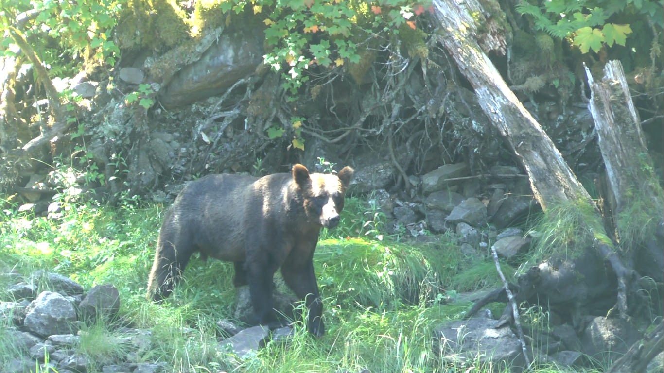 Grizzly,  Mussel Cove