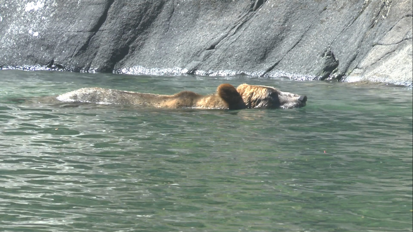 Grizzly à l'eau, Mussel Cove