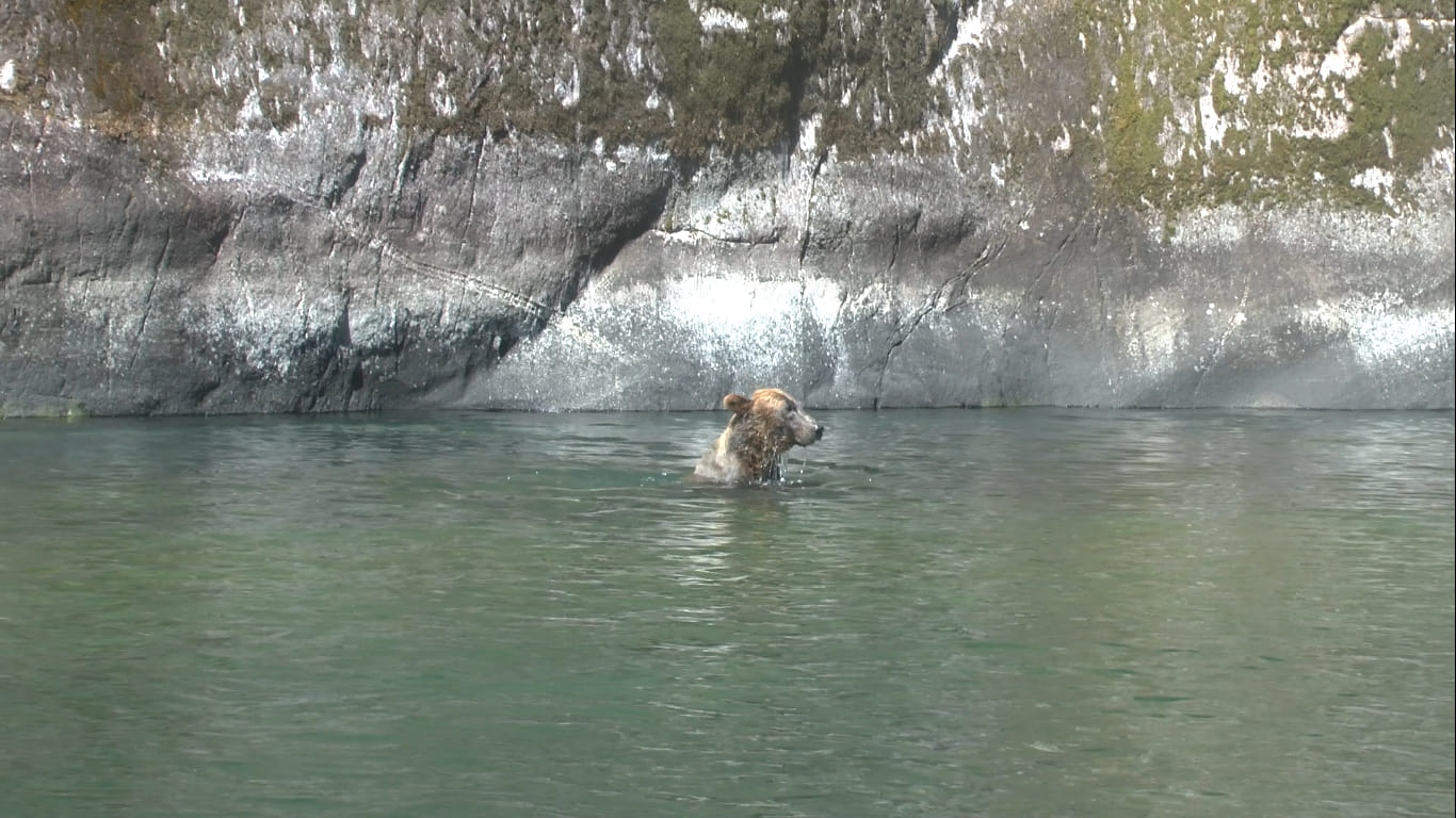 Grizzly, Mussel Cove