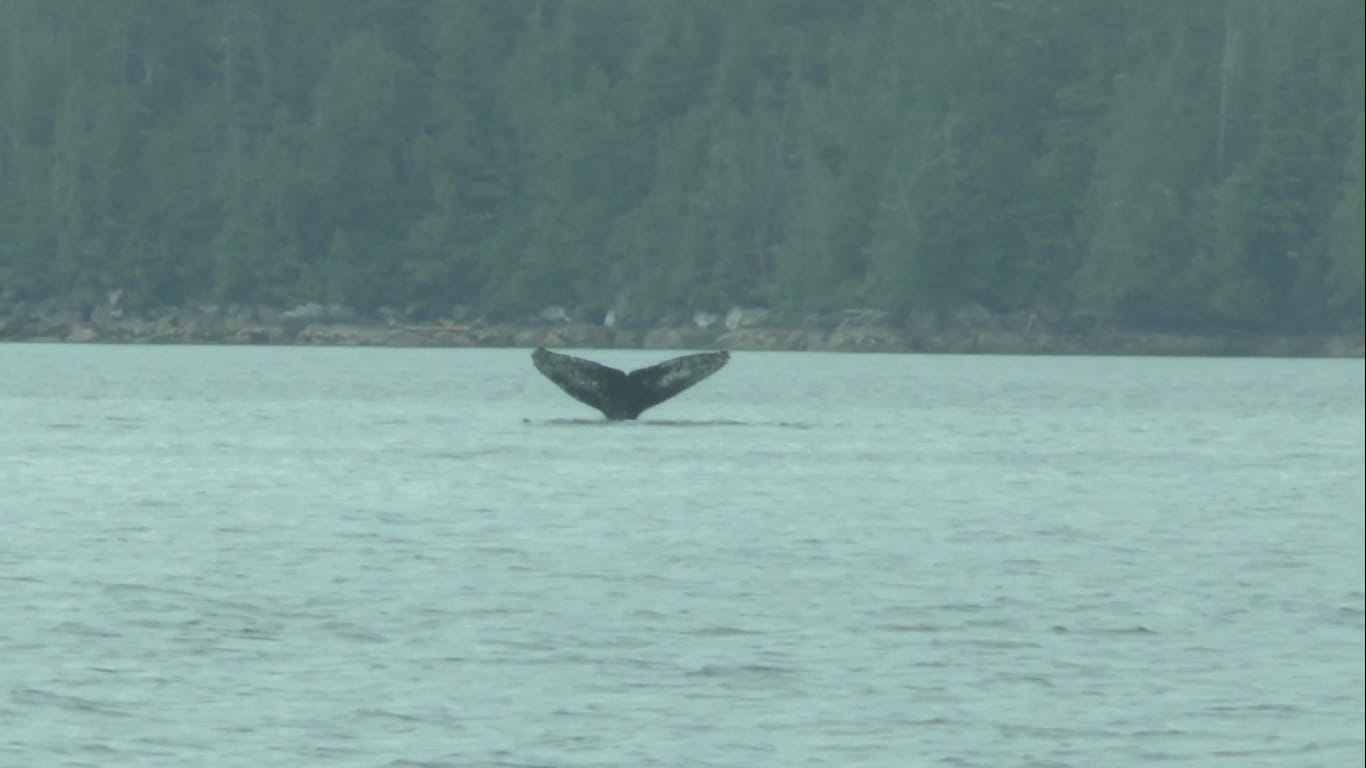 Baleine dans le Fitz Hugh sound