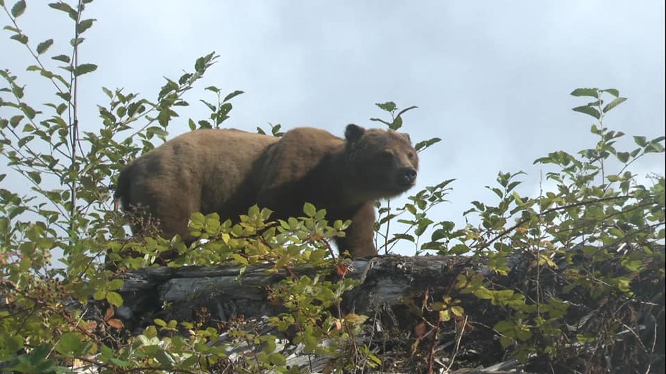 Grizzly,  Thompson sound