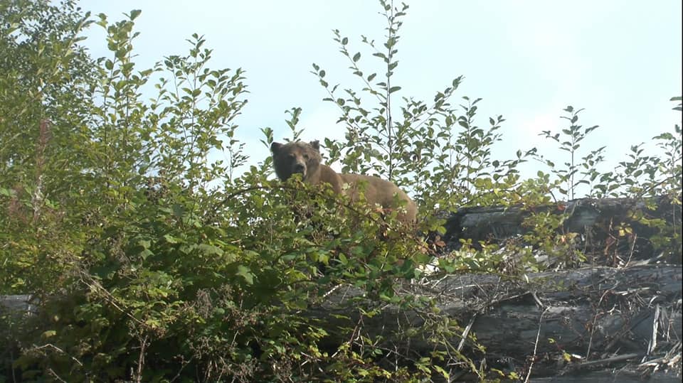 Grizzly mangeant des mures,  Thompson sound