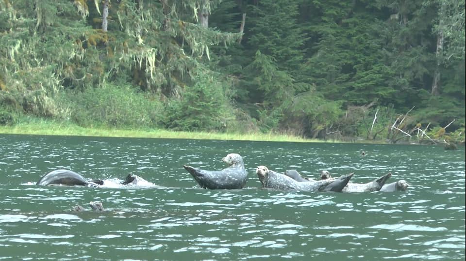 Phoques, Thompson sound