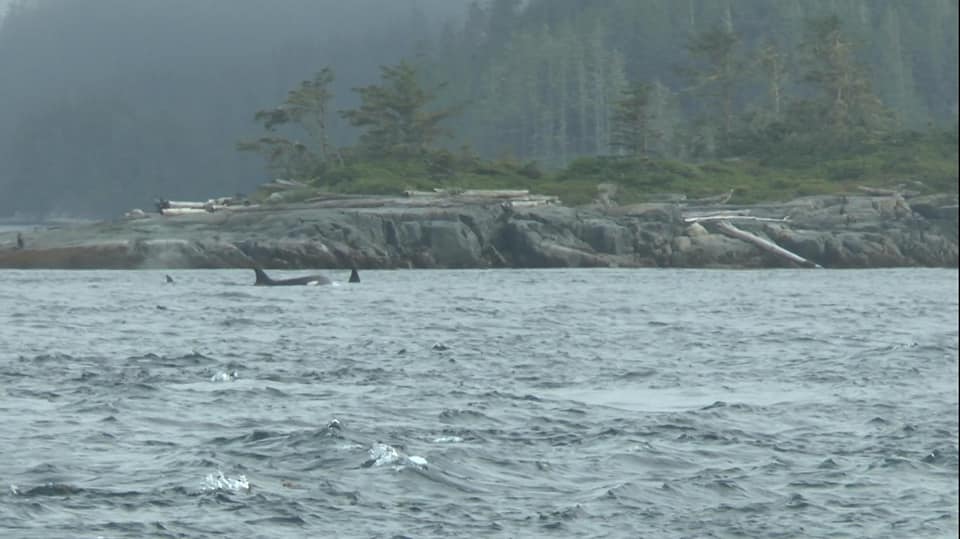 Orques dans le Blackfish sound