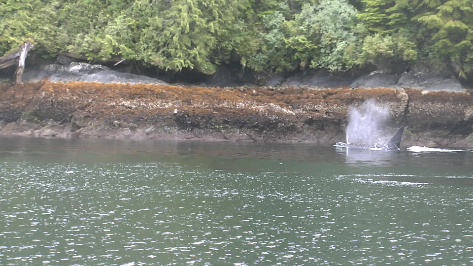 Orque Thompson inlet