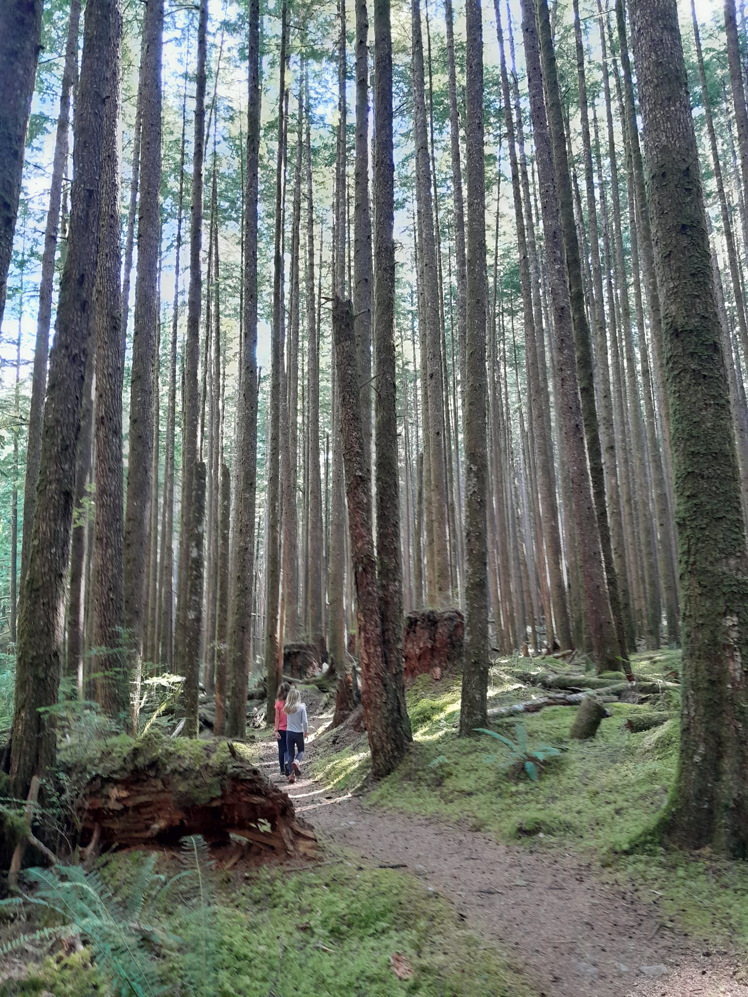 Ballade en forêt vers le Newton Lake, Quadra island